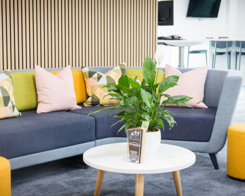 House plants to boost your mood