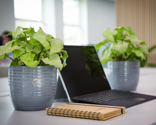 House plants to boost your productivity