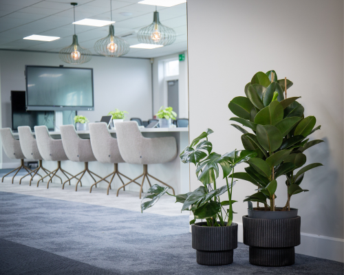 House plants with health benefits