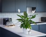 Smart house plants to compliment your decor